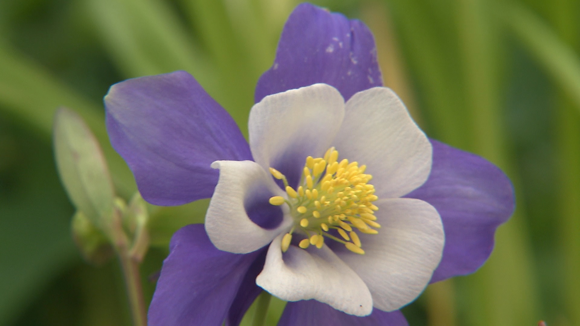 Image Columbine